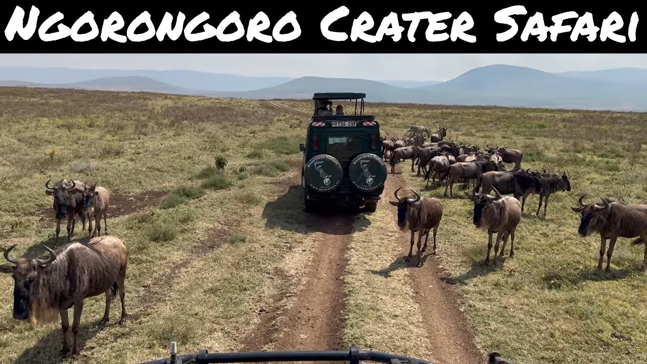 Ngorongoro Crater Safari 4K