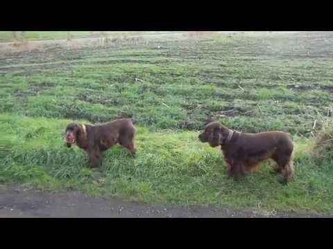 FIELD SPANIEL AT WORK 3