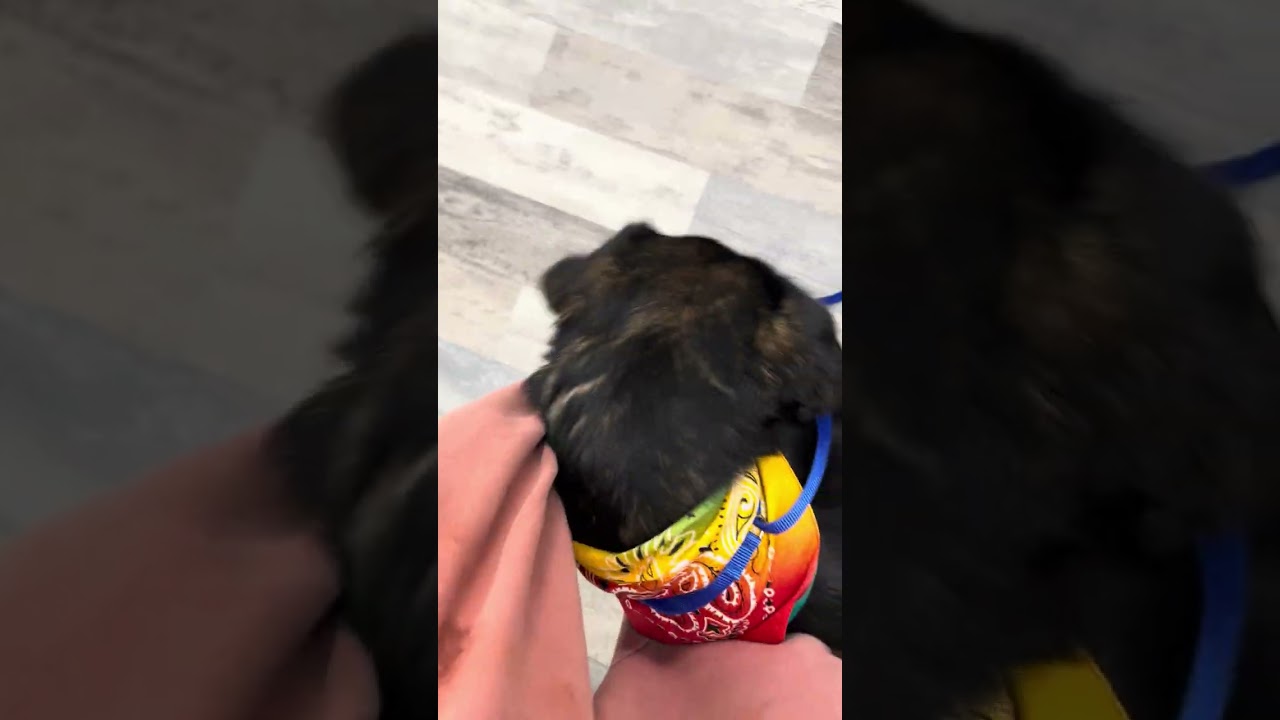 Roxy, an adopted mixed breed in Olympia, WA video 4/4