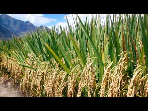 Lis Pos Thaum Nco Koj