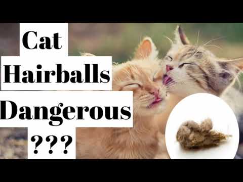 Hairball in cats .Are they dangerous???