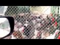 Man Gobbles at Turkeys Turkeys Gobble Back