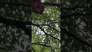 自然眺める