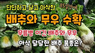 단단하고 결구잘된 아삭한 김장배추와 무우 수확 무름병 이긴 배추의 맛과 아삭한 배추 품종은?