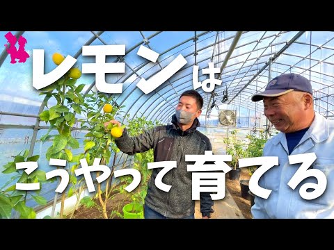 レモンの木の最も一般的な病気は何ですか?また、どうすればそれらに対処できますか?  庭園