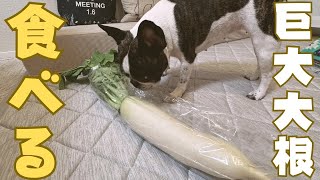 巨大大根みんなで食べてみた！