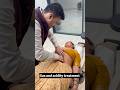 Navel Displacement Treatment By Dr Harish Grover Shortfeed Feed Ytshort