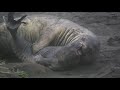 Slo Mo Elephant Seal Pup Struggling To Escape From Juvenile Elephant Seal