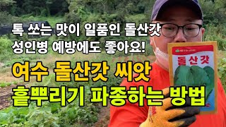 여수 돌산갓 파종 / 흩뿌리기로 파종하는 방법 / 성인병 예방에도 효과가 있는 갓김치 / 돌산갓 파종시기