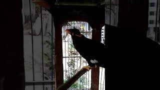 Download lagu Suara burung beo ketawa ngakak... mp3