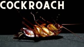 Wood Roach VS Cockroach