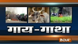 Special Report: Watch story on Holy cow but unholy violence