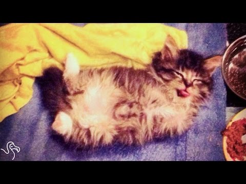 Cat Born With 2 Legs Is The Queen Of Her House | The Dodo