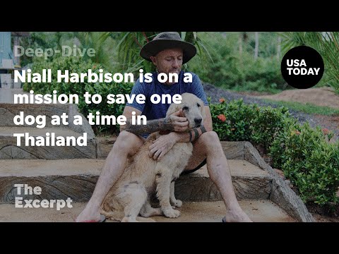 Saving one abused dog at a time in Thailand The Excerpt