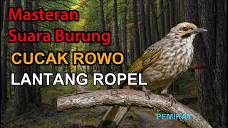 Download lagu Masteran Cucak Rowo Ropel Gacor Suara Jernih Duras... mp3