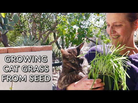 HOW TO GROW CAT GRASS FROM SEED INDOORS/JoyUsGarden
