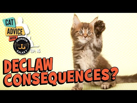 Declawed Cats: Playtime & Other Challenges