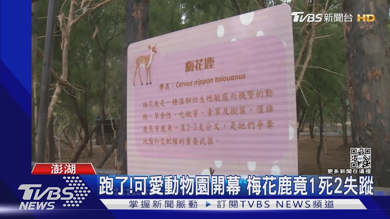 跑了！可愛動物園開幕　梅花鹿竟1死2失蹤