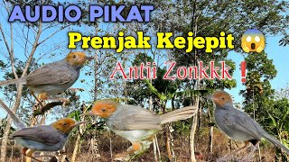 Download lagu PRENJAK KEPALA MERAH KEJEPIT! 😱 Suara Pikat yang Bikin Penasaran mp3