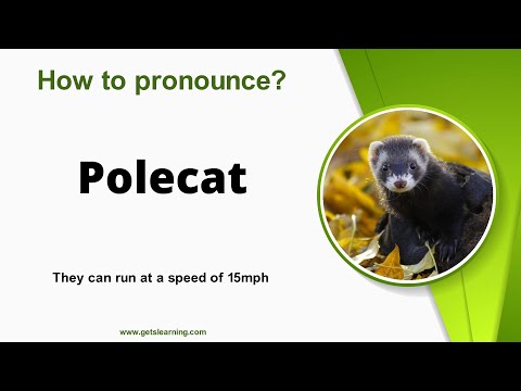 How to pronounce Polecat in English correctly
