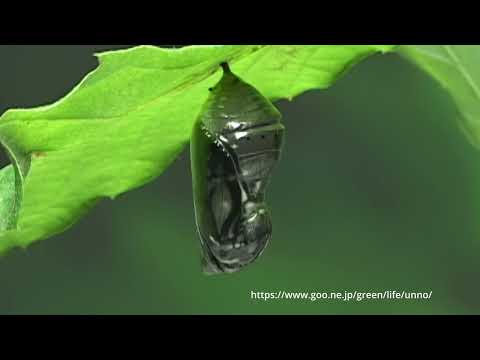 アサギマダラの羽化