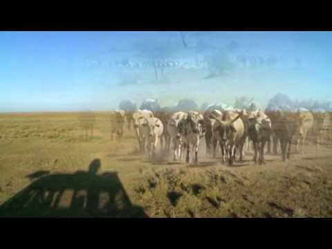 Discoveries Africa, Southern Serengeti & The Great Migration Preview