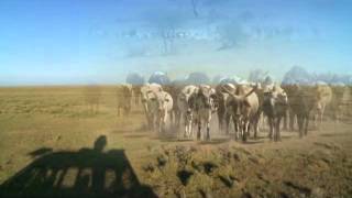 Discoveries Africa, Southern Serengeti & The Great Migration Preview