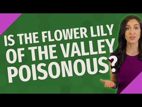 YouTube video about Beware: Lily of the Valley is Poisonous!