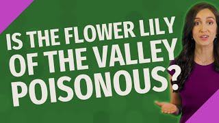 Is the flower lily of the valley poisonous?