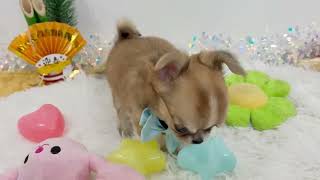 チワワ（ロング）の動画01