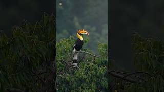 Download lagu Suara burung rangkong yang bagus 🧡 mp3