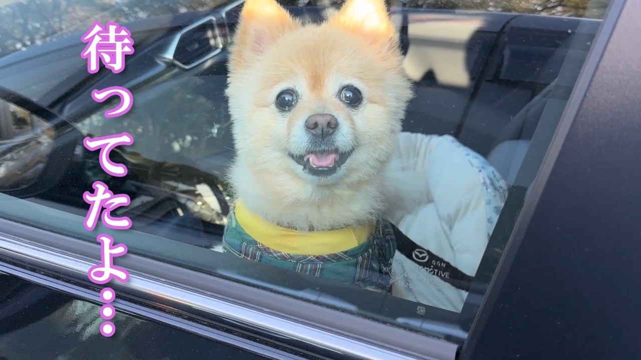 【お留守番】飼い主と数分ぶりに再会した愛犬の反応が感動的でした…