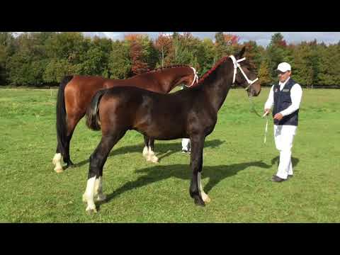 Reijnen ES KWPN-NA Weanling Futurity 2021