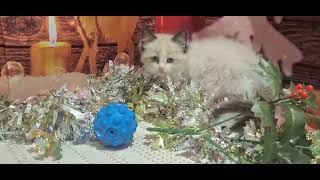 ラグドールの動画01