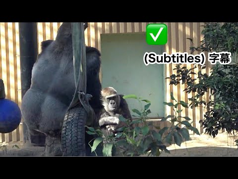 Great! Silverback Gorilla makes frequent patrols to ensure the safety of wife and baby. Momotaro