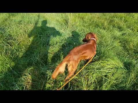 Obenstaat Kennels - Irish Setter goes from gun shy to gun DOG