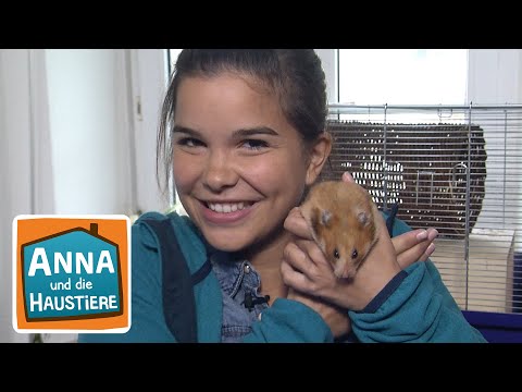 Hamster | Reportage für Kinder | Anna und die Haustiere