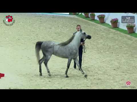 N 229 NAJEM AL HAWAJER   Sharjah International Arabian Horse Festival 2023   Stallions 4 to 6 Yrs  O