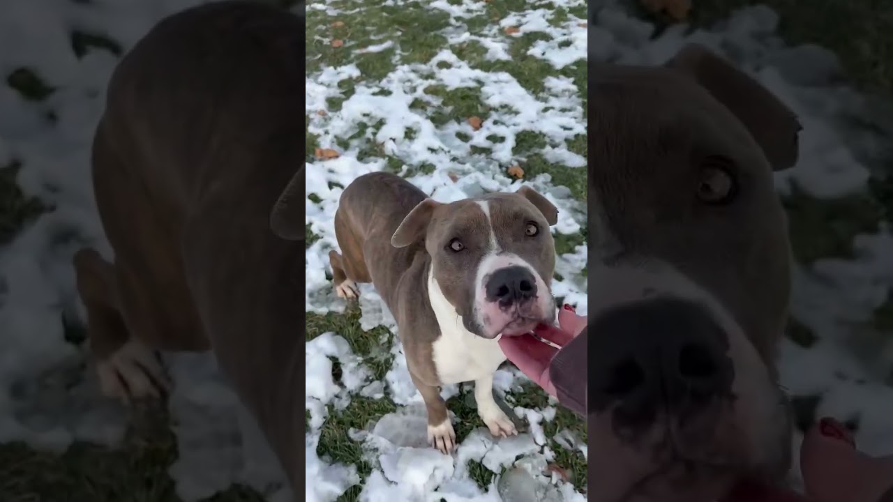 Enlarge Dasher, a Adoptable Mixed Breed in Archbold , OH video 3/3