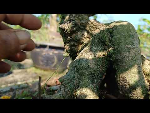 gl quý ae 1 cây bonsai tầm trung giảo 2 lớp đế rễ 24h giá 4tr ae hợp lh0399023488