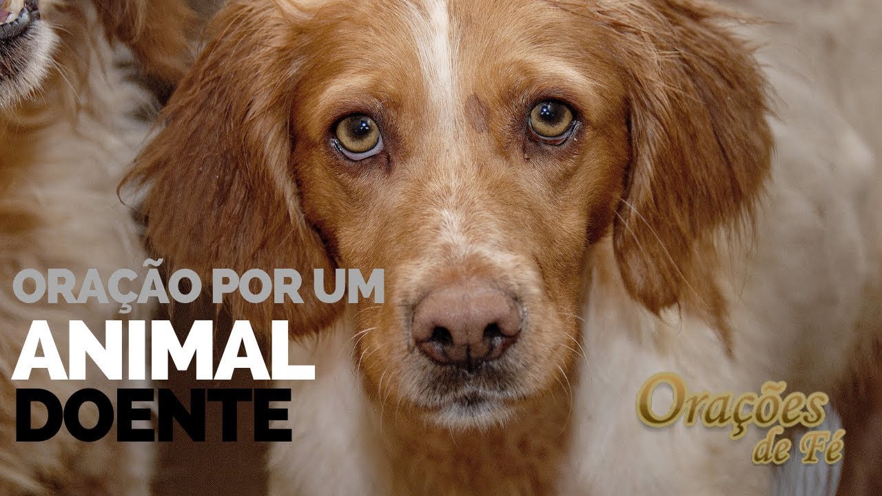 ORAÇÃO POR UM ANIMAL DOENTE