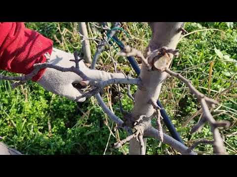 Kako pravilno orezati jabuku u intenzivnim zasadima, uživo sa terena, jednostavno objašnjenje