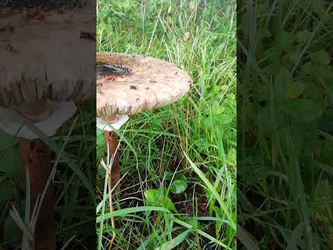 kleiner und großer Gemeiner Riesenschirmling Pilz Parasol