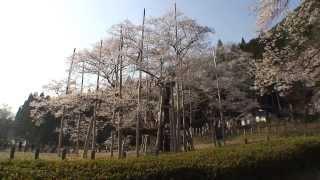 preview picture of video '岐阜県　根尾の淡墨桜'