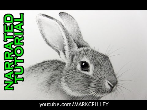 How to Draw a Rabbit: Narrated, Step-by-Step