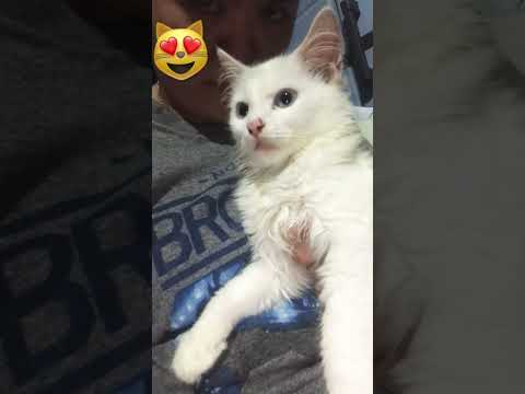 Funny and cute cat #shorts #cats #trending