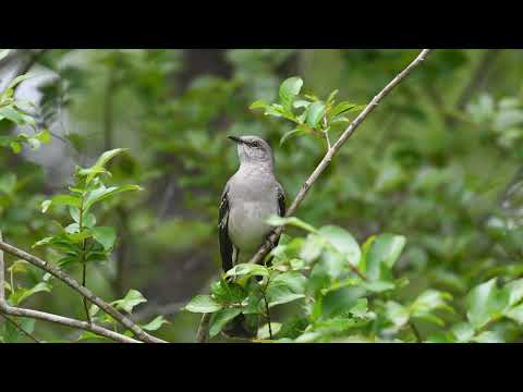 The song of the Northern Mockingbird - Bird Sounds | 10 Hours