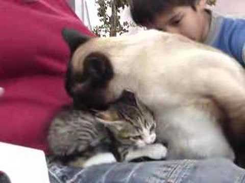 Tratado de Paz de Carola Benedicta y el Sacristán Javier