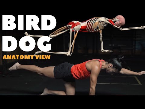 Bird Dog Exercise | Improve Your Core and Balance