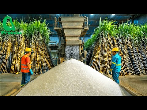 How Sugar Is Made – Unbelievable Billion Tons of Sugar Processing In Factory